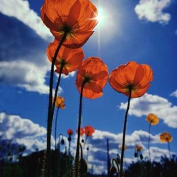 Four poppies against a blue sky with white clouds